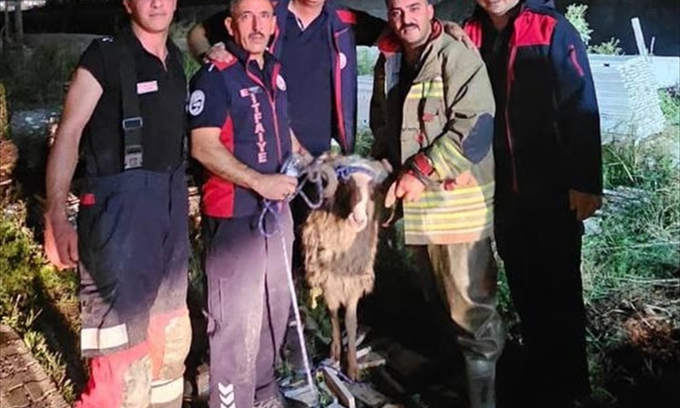 Asi Nehri'ne düşen koyun, Hatay Antakya'da itfaiyenin halatlı müdahalesiyle çıkarıldı