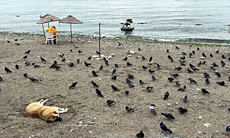 Avcılar’da havalar serinledi, sahil güvercinlere kaldı - Son Dakika Bilgileri