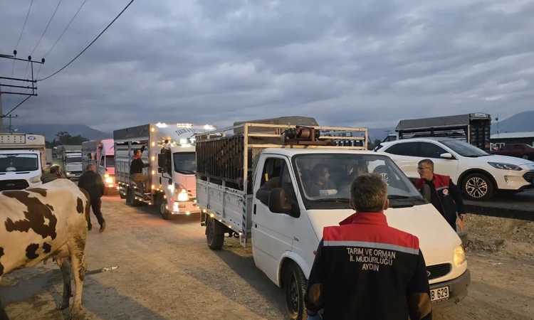 Aydın Nazilli'de hayvan pazarı yeniden açıldı, küpe ve sağlık denetimi sıkılaştırıldı | İşte Tüm Ayrıntılar