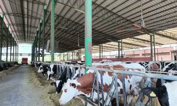 Aydınlı çiftçi Başkaya, 1 litre süt parasıyla 1,5 kilogram yem alınmasını istedi | İşte Tüm Ayrıntılar