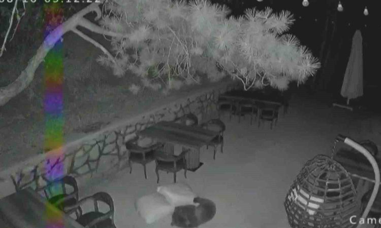 Gündemden Son Bilgiler: Ayı Ailesi Restoran Bahçesinde Oynadı - Son Dakika - Son Dakika Bilgileri