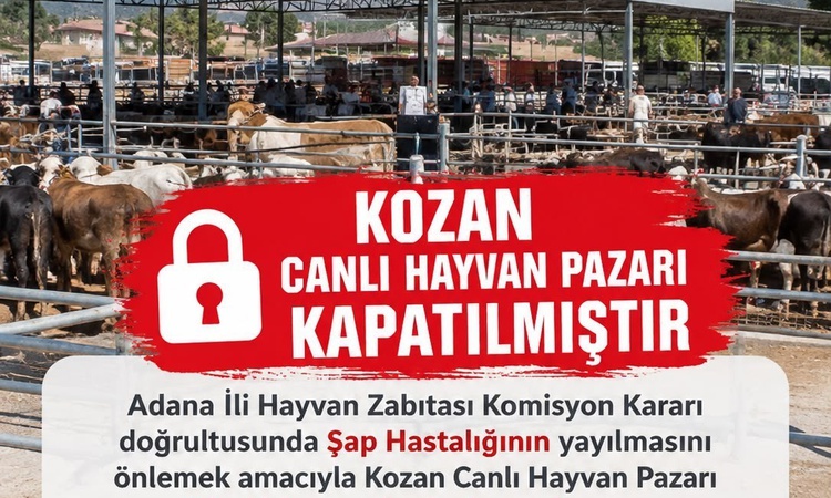 Ayrıntılar Netleşti: Adana Kozan'da Canlı Hayvan Pazarı'nda şap nedeniyle alım satım durduruldu | İşte Tüm Ayr