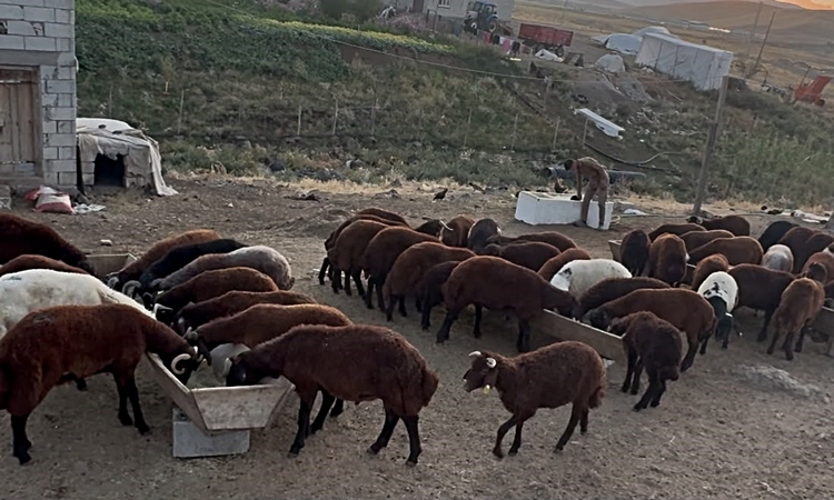 Ayrıntılar Netleşti: Ağrı’da besicilerde sonbahar hareketliliği
