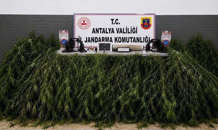 Ayrıntılar Netleşti: Aksu’da yasadışı kenevir operasyonu
