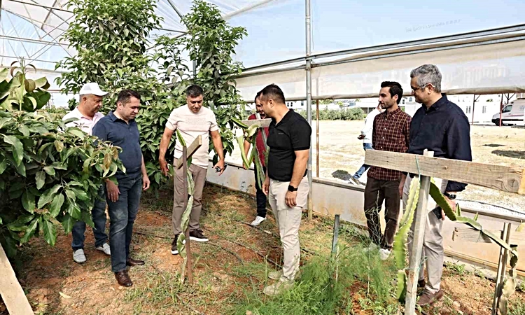 Ayrıntılar Netleşti: ALKÜ serasında ilk mango hasadı yapıldı | İşte Tüm Ayrıntılar