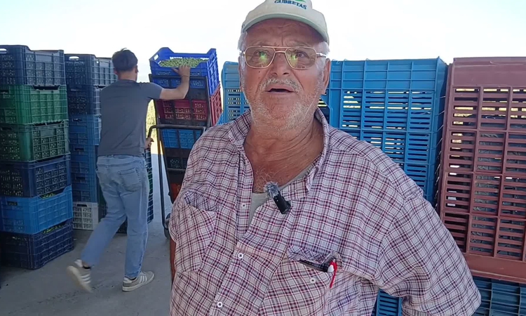 Ayrıntılar Netleşti: Aydın Karacasu'da zeytin alımı resmen start aldı, üreticiler 1 numara 60 liraya tepki gös