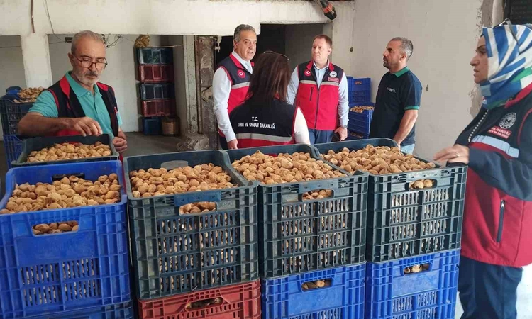 Ayrıntılar Netleşti: Aydın Valiliği kuru incirde mikotoksin denetimini 17 ilçede sürdürüyor | İşte Tüm Ayrıntı