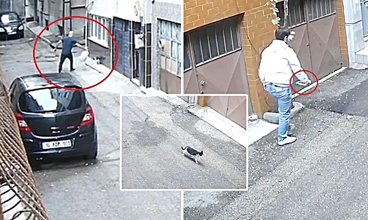 Ayrıntılar Netleşti: Baba ile oğlundan vicdanları yaralayan hareket! Kedilerin mamalarını çöpe attılar | İşte