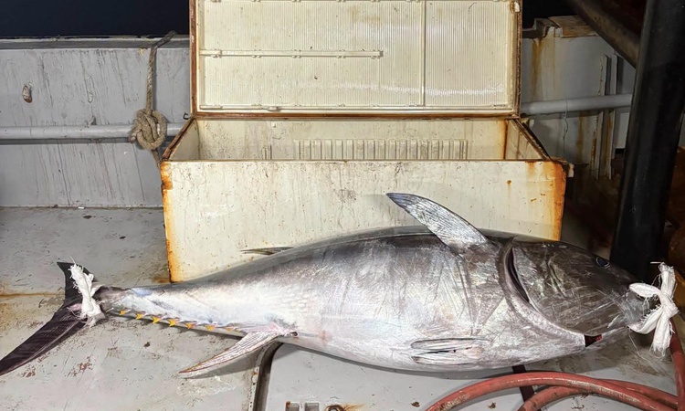 Ayrıntılar Netleşti: Balıkçı Talat Hamarat, Enez açıklarında 2 metrelik 175 kiloluk orkinos yakaladı: Gelişmel