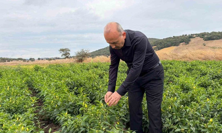 Ayrıntılar Netleşti: Balıkesir Karesi'de turşuluk biberiye hasadını Tarım ve Orman Müdürü Düzgün inceledi - So