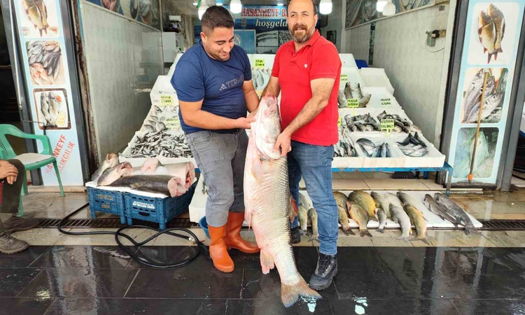 Ayrıntılar Netleşti: Batman’da 1,5 metre uzunluğunda 69 kiloluk dev balık tezgaha çıktı: Gelişmeler Takip Edil