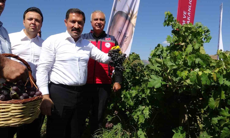 Ayrıntılar Netleşti: Bereketin yaşandığı üzümde bağ bozumu resmen start aldı, 85 bin ton rekolte bekleniyor: G