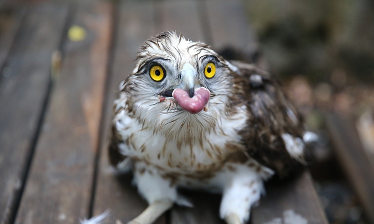 Ayrıntılar Netleşti: Bingöl'de bitkin bulunan yılan kartalı 'Çapakçur' adıyla yeniden güç topluyor ve Merak Ed