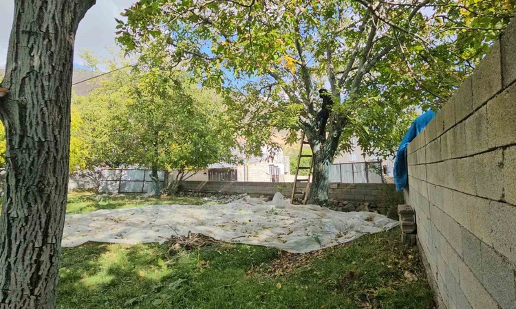 Ayrıntılar Netleşti: Bitlis Adilcevaz'da coğrafi işaret tescilli ceviz hasadı sürüyor | İşte Tüm Ayrıntılar
