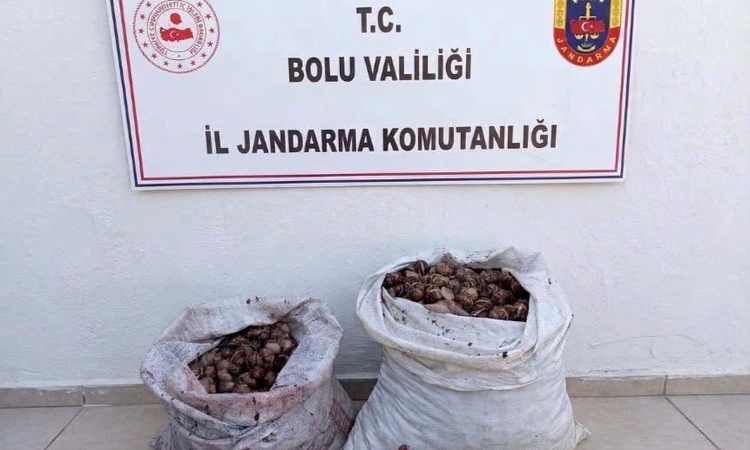 Ayrıntılar Netleşti: Bolu'da izinsiz 60 kilogram salyangoz toplayan 2 kişi jandarma denetiminde yakalandı: Gel