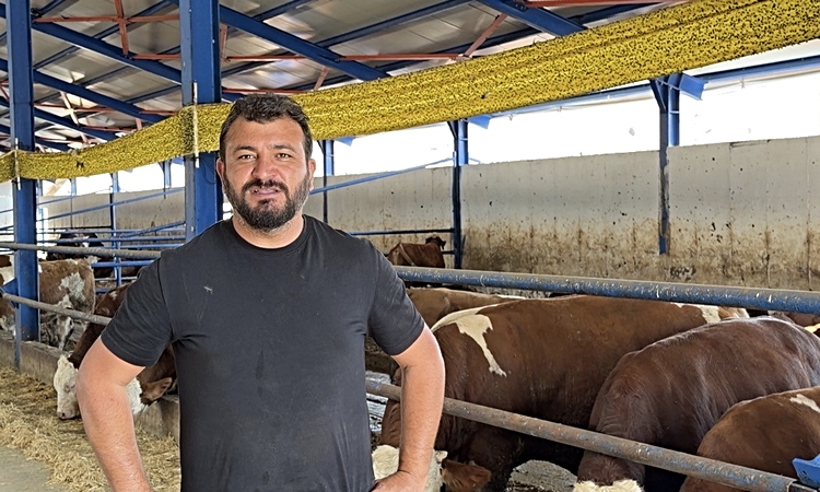 Ayrıntılar Netleşti: Çankırı'da 50 büyükbaştan bir dana firar etti, 49'u kamyona yüklendi: Gelişmeler Takip Ed