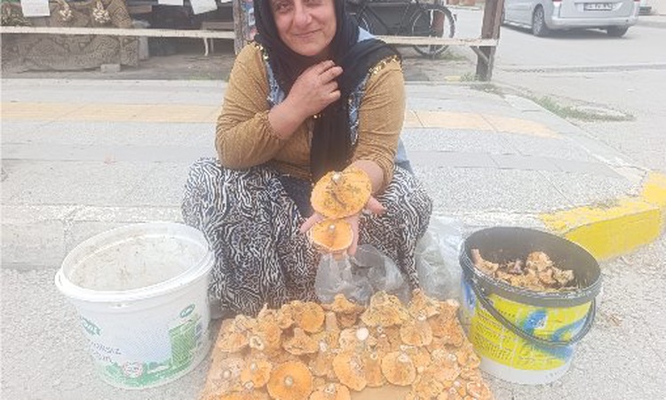 Ayrıntılar Netleşti: Çorum Osmancık'ta kalınca mantarının kilosu 200-250 TL arasında satılıyor