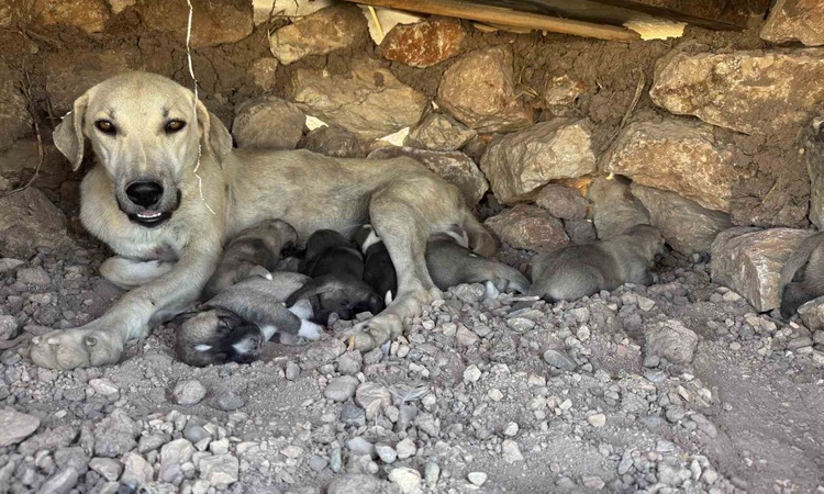 Ayrıntılar Netleşti: Diyarbakır Sur'da taşlar arasına sıkışan iki yavru köpek kurtarıldı | İşte Tüm Ayrıntılar
