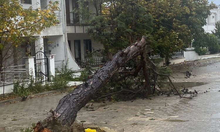 Ayrıntılar Netleşti: Edirne Keşan'da fırtına, Deniz Feneri Caddesi'ne çam ağacı devirdi: Gelişmeler Takip Edil