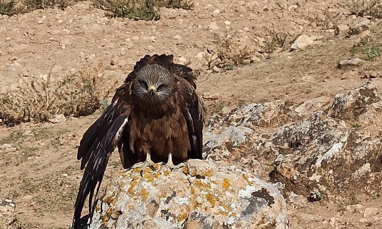 Ayrıntılar Netleşti: Elazığ'ın Hıdır Baba köyünde yaralı ve bitkin çaylak kuşu yetkililere teslim edildi | İşt