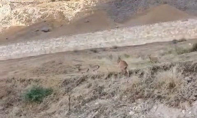 Ayrıntılar Netleşti: Elazığ Palu'daki tarihi kalede avlanması yasak dağ keçileri görüntülendi