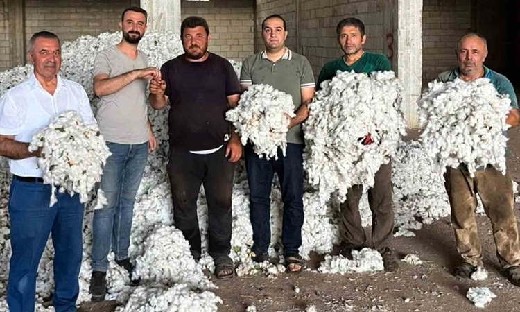 Ayrıntılar Netleşti: Gaziantep Araban'da 5 bin dönümde pamuk hasadı resmen start aldı, ilk ürüne altın verildi