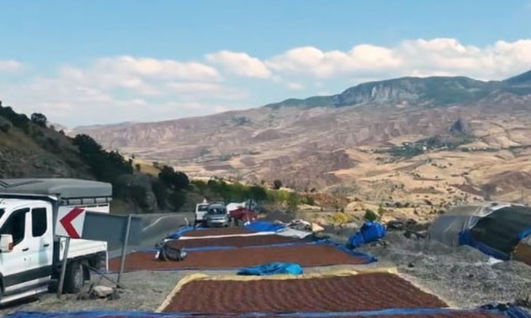 Ayrıntılar Netleşti: Giresun'da fındık üreticileri yağış nedeniyle kurutmayı iç kesimlere taşıdı | İşte Tüm Ay