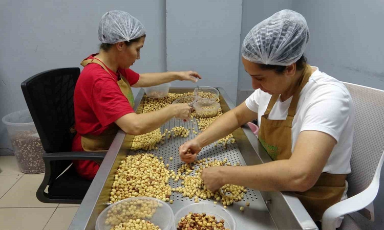 Ayrıntılar Netleşti: Giresun'da gurbetçiler fındığını emanete bırakmak yerine butik atölyede işlettiriyor: Gel