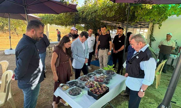 Ayrıntılar Netleşti: Gördes’te incir üretimi için umut veren çalışma ve Merak Edilenler
