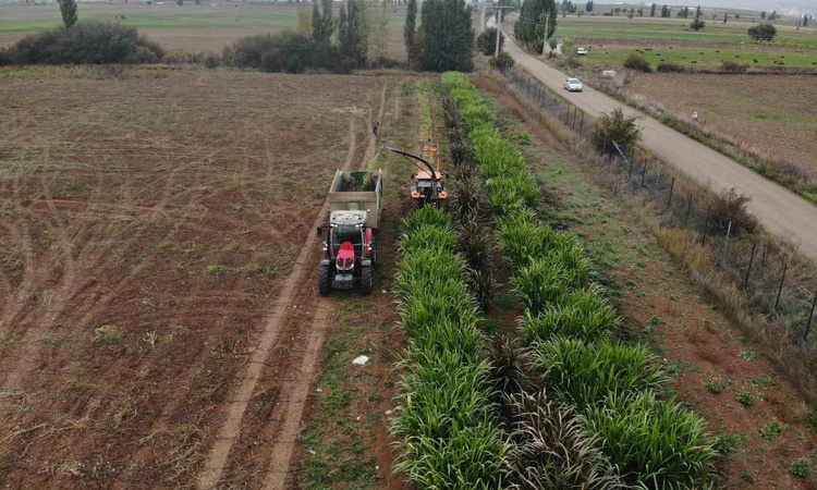 Ayrıntılar Netleşti: Gümüşhane Kelkit'te fil otu kışa dayanıklılığı için deneme amaçlı yetiştiriliyor