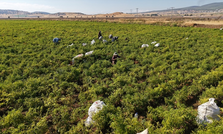 Ayrıntılar Netleşti: Kahramanmaraş'ta tescilli Maraş biberi hasadı resmen start aldı, 22 bin ton rekolte bekle