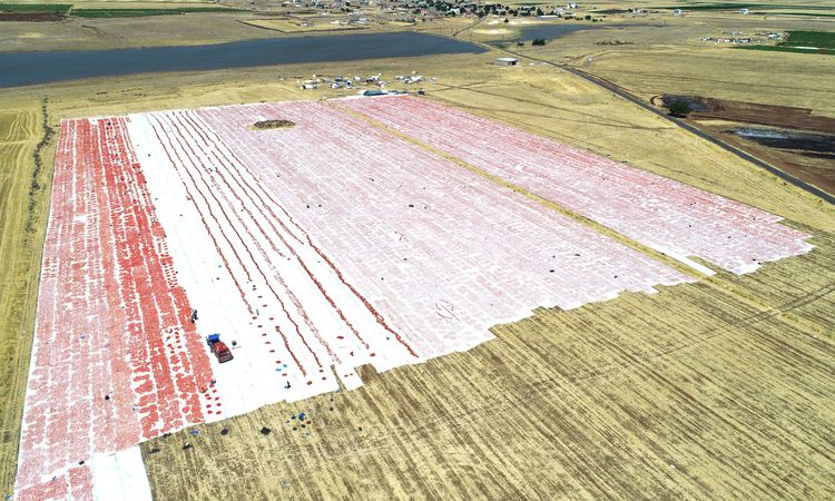 Ayrıntılar Netleşti: Karacadağ'ın Domatesleri Dünyaya İhraç Ediliyor