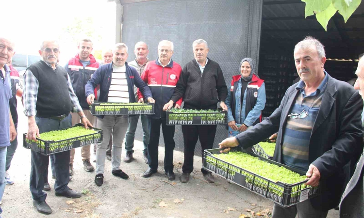 Ayrıntılar Netleşti: Kastamonu İnebolu'da 65 çiftçiye 88 bin 400 fide yüzde 75 devlet katkısıyla dağıtıldı: Ge