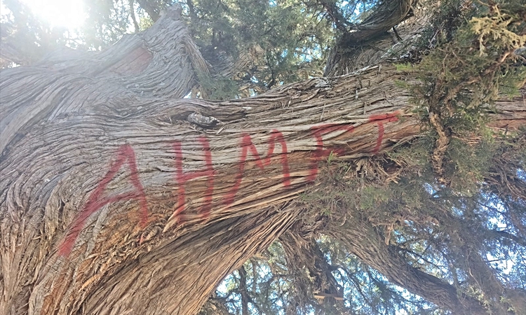 Ayrıntılar Netleşti: Konya'da 2 bin yıllık anıt ağacın tahrip edilmesine ilişkin inceleme başlatıldı: Gelişmel