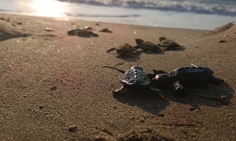 Ayrıntılar Netleşti: Kuşadası'nda sel suları altında kalan caretta yuvasından 67 yavru denize ulaştı | İşte Tü