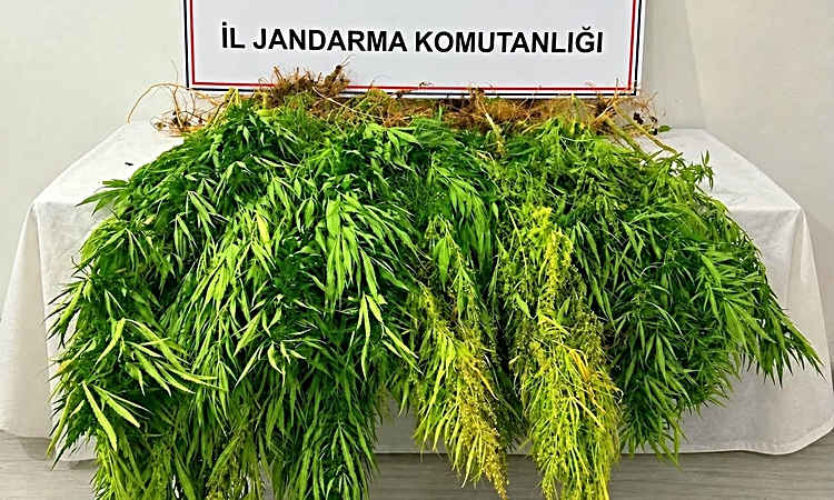 Ayrıntılar Netleşti: Mısır tarlasından kenevir çıktı: 3 gözaltı