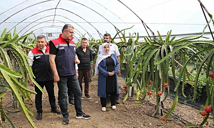 Ayrıntılar Netleşti: Samsun’da fındığa alternatif ürün: Ejder meyvesi: Gelişmeler Takip Ediliyor
