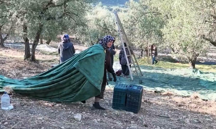 Ayrıntılar Netleşti: Soma'da zeytinde toplama maliyeti 20 lirayı buldu, yağlık zeytin 25 lira: Gelişmeler Taki