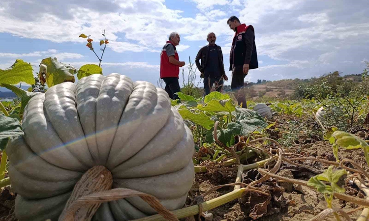 Ayrıntılar Netleşti: Tekirdağ’da tarladan sofraya bal kabağı mesaisi - Son Dakika Bilgileri