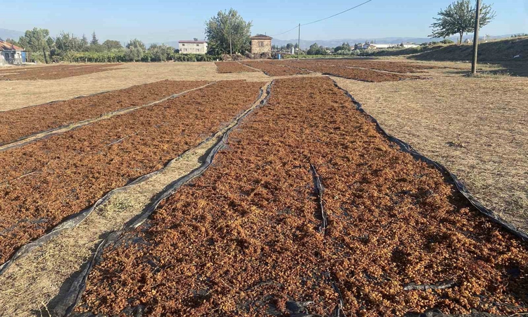 Ayrıntılar Netleşti: TMO’nun kuru üzüm alımı çiftçiyi rahatlattı