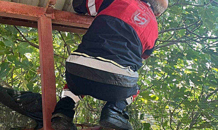 Ayrıntılar Netleşti: Vatandaşları tedirgin eden 1 buçuk metre yılanı itfaiye yakaladı - Son Dakika Bilgileri