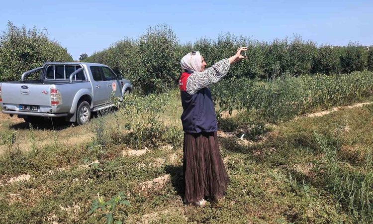 Babaeski'de tarım arazileri uydu ve saha verileriyle izleniyor - Son Dakika Haberleri | İşte Tüm Ayrıntılar