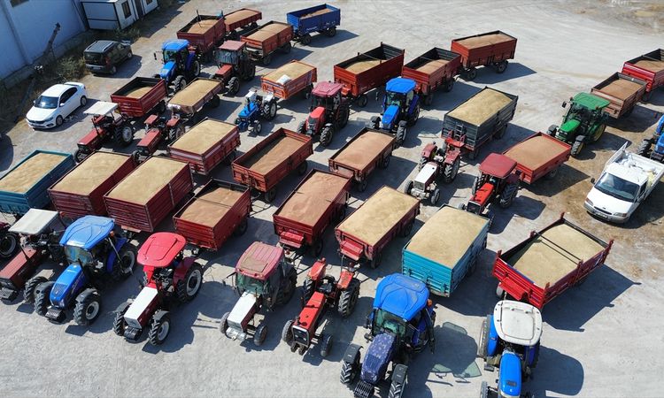 TMO's grain purchase continues in Bafra - Last Minute