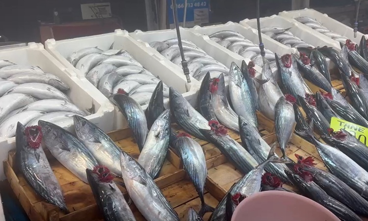 Balıkesir Bandırma'da palamut bolluğu var, 1 kiloluk palamut 100 liradan satılıyor: Gelişmeler Takip Ediliyor