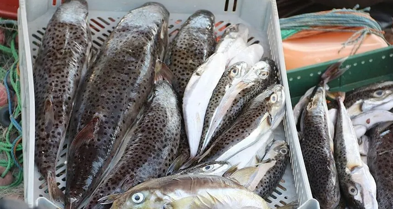 Upper limits have been re-determined to support puffer fish hunting - News
