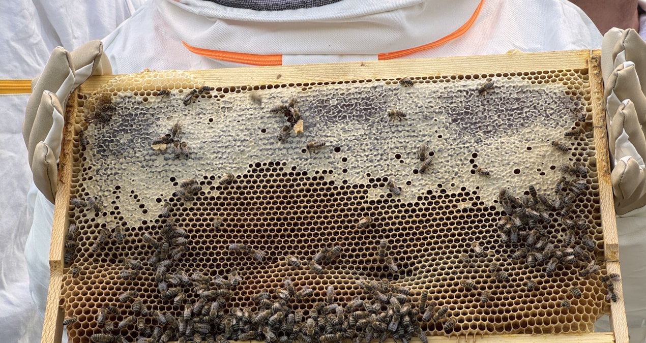 Chestnut honey harvest has started in Bartın - Last Minute