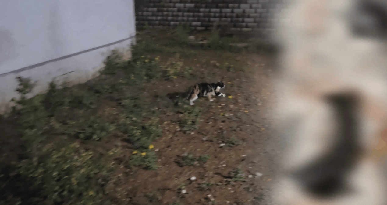 Son Gelişme: Başakşehir'de korkunç olay: 4 yavru kedi parçalanmış halde bulundu - Son Dakika Haberleri: Gelişm