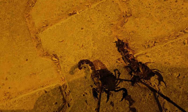 Ayrıntılar Netleşti: Batman'da akrep istilası: Vatandaşlar ilaçlama istiyor - Son Dakika - Son Dakika Bilgiler