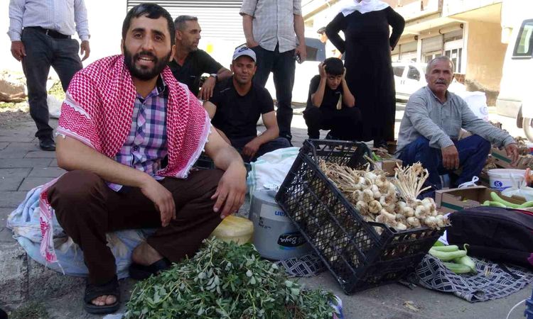 Gündemden Son Bilgiler: Batman'da doğal şifa mesaisi: Bahçelerden toplanan semizotu hem sağlık hem geçim kayna