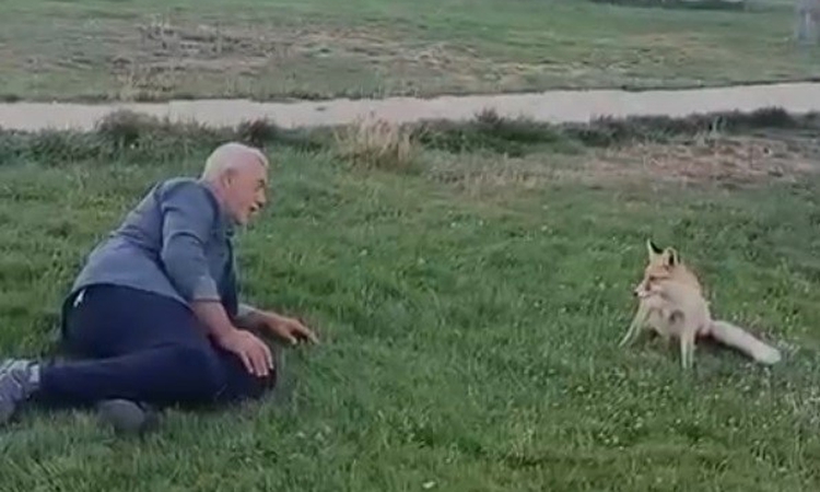 Bayburt Demirözü'nde piknik yapan Mikail Şeker, tilkiyi elleriyle besledi